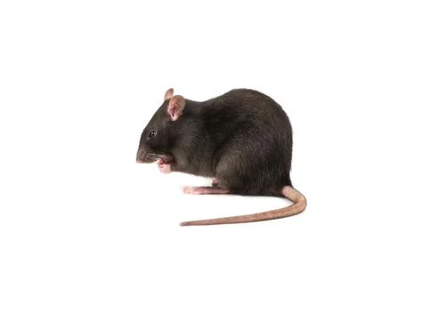 Grey rat isolate Stock Photos