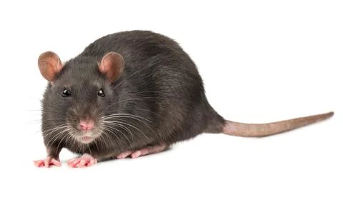 Grey rat isolate Stock Photos