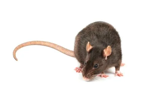Grey rat isolated Stock Photos