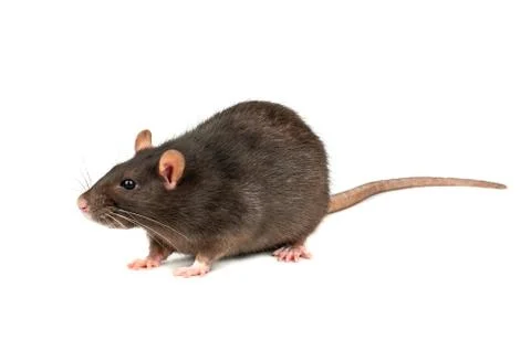 Grey rat isolated Stock Photos