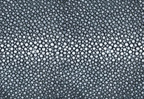Grey ray leather Stock Photos