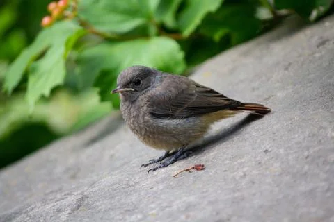 Grey redstart from the family of flytrap here sits in the park. Birds Foto stock