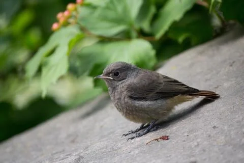 Grey redstart from the family of flytrap here sits in the park. Birds 库存照片