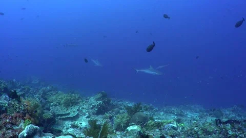 Grey Reef and White Tip Sharks Hunting Stock Footage 80331093