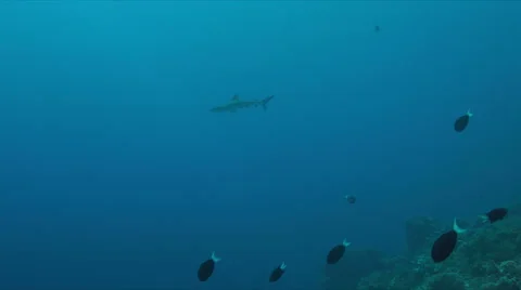 Grey reef shark 4k Stock Footage 68053664