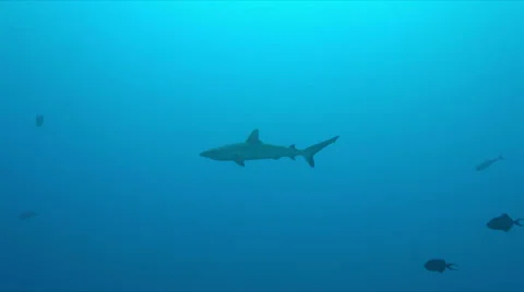 Grey reef shark 4k Stock Footage 68055919