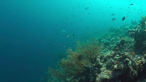 Grey reef shark 4k Stock Footage 69830053