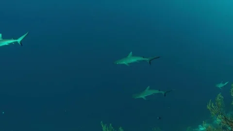 Grey reef shark 4k Stock Footage 69832640