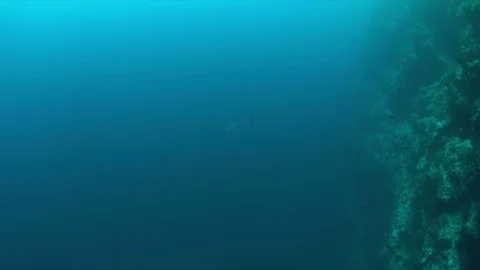 Grey reef shark 4k Stock Footage 70529243