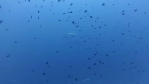 Grey reef shark and school of fish red-toothed triggerfish In blue water Stock Footage 76254474