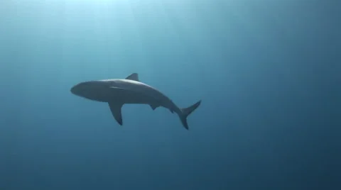 Grey Reef Shark and Sunrays Stock Footage 52796215