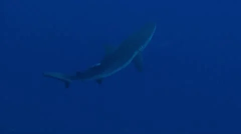 Grey reef shark attack speed-Apple ProRes 422 (HQ) Stock Footage 14129557