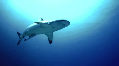 Grey reef shark close encounter in the Red Sea 스톡 동영상 38646652