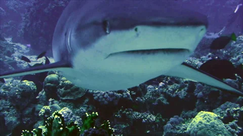 Grey reef shark close up shot, coral reef, red sea Stock Footage 42987804