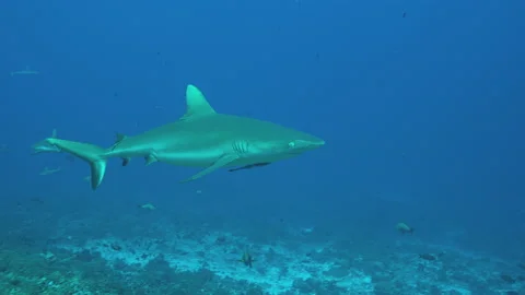 Grey Reef Shark coming close to camera Stock Footage 148338107