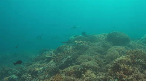Grey reef shark on a coral reef 4k Stock Footage
