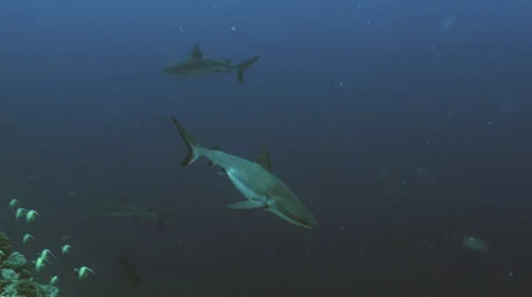 Grey reef shark at drop off, UltraHD under water shot, Palau Video stock 47117693