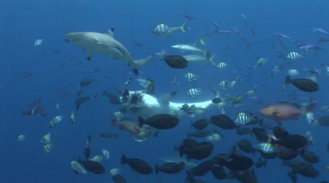 Grey Reef Shark Feed Stock Footage 52807799