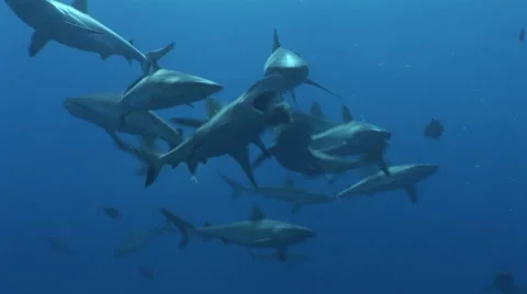 Grey Reef Shark Feeding Frenzy Stock Footage
