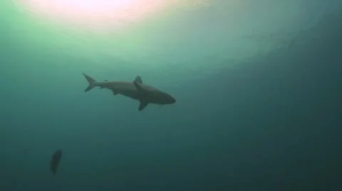 Grey Reef Shark Stock Footage 8853229