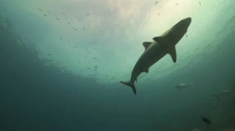Grey Reef Shark Video stock 8853371