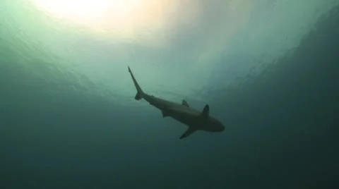 Grey Reef Shark Stock Footage 8853509