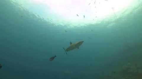 Grey Reef Shark Stock Footage 8853646