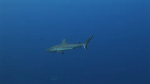 Grey Reef Shark Video stock 50186048