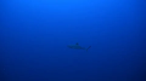 Grey Reef Shark Stock Footage 51239999