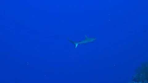 Grey Reef Shark Stock Footage 51240008