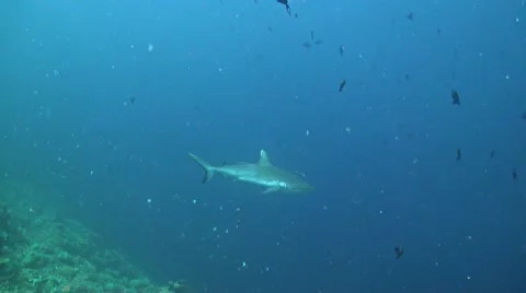 Grey Reef Shark Stock Footage 52323082