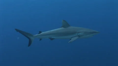 Grey Reef Shark Stock Footage 52781383