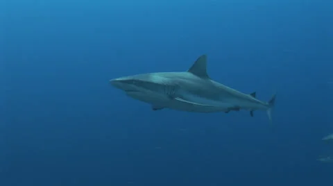 Grey Reef Shark Stock Footage 52784170