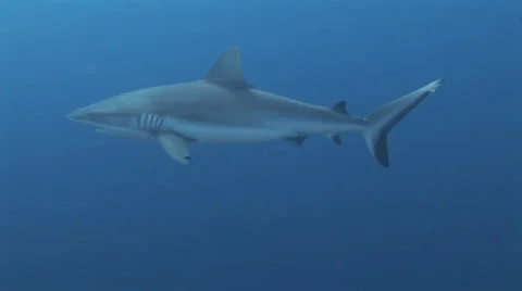 Grey Reef Shark Stock Footage 52802685