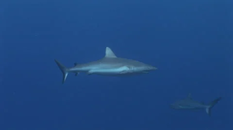 Grey Reef Shark Stock Footage 52809905