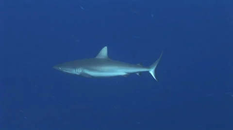 Grey Reef Shark Stock Footage 52810511
