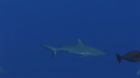 Grey Reef Shark Stock Footage 52821177