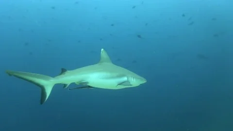Grey Reef Shark Video stock 78548390