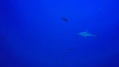 Grey Reef Shark Video stock 88612125