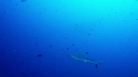 Grey Reef Shark Stock Footage 89706974