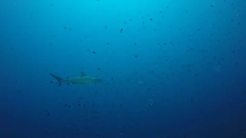 Grey Reef Shark Stock-Footage 89708040