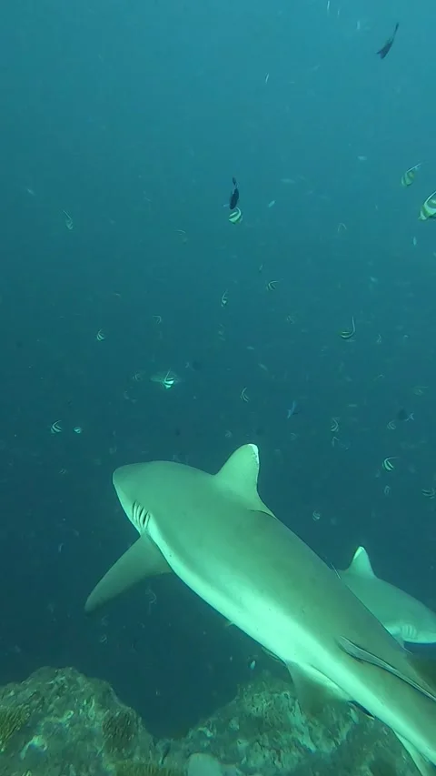 Grey reef shark 库存影片 310550050