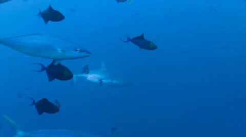 Grey Reef Shark in open water 2 Stock Footage 8953726