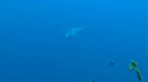 Grey Reef Shark in open water Stock Footage 8953759