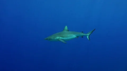 Grey reef shark passing by close to camera Stock Footage 74325213
