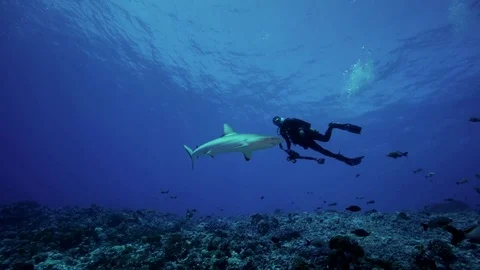 Grey reef shark passing in front of a diver Stock Footage 79002471