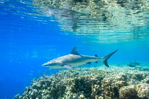 Grey Reef Shark Stock Photos