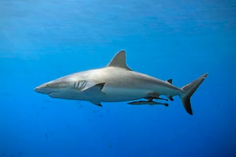 Grey Reef Shark Stock Photos
