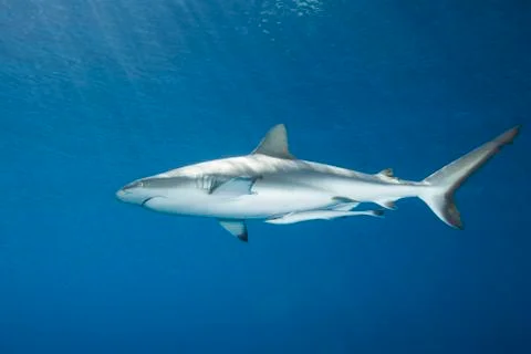 Grey Reef Shark Stock Photos