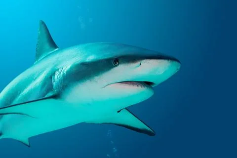 Grey Reef Shark Stock Photos